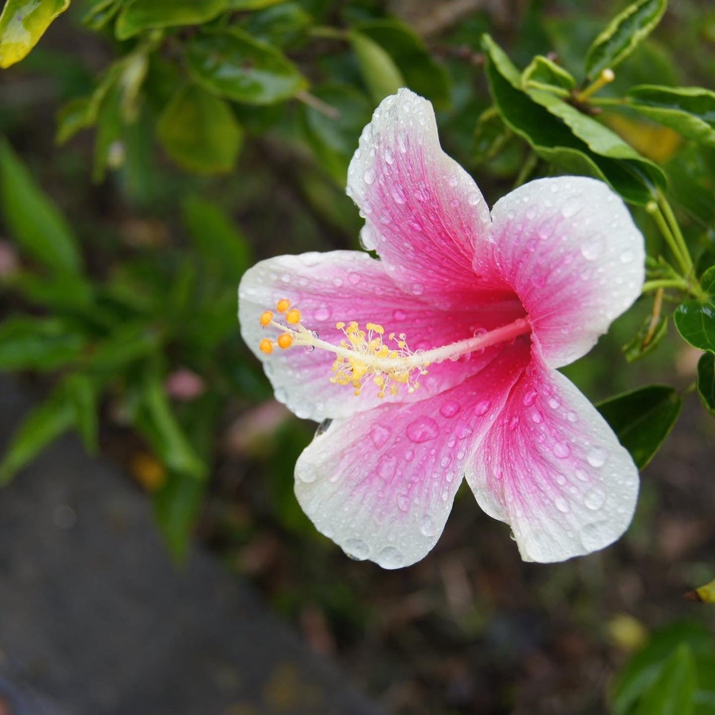 White Hibiscus Collection